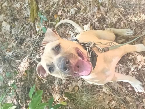 Pitbull reu 7 maanden, Dieren en Toebehoren, Honden | Bulldogs, Pinschers en Molossers, Reu, Bulldog, Particulier, Eén hond, Nederland