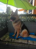 Duitse herder, Dieren en Toebehoren, 1 tot 2 jaar, Teef, Rabiës (hondsdolheid), Eén hond