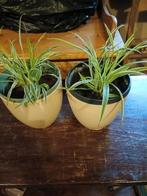 2 graslelie plantjes. Chlorophytum, Ophalen, Halfschaduw, Minder dan 100 cm