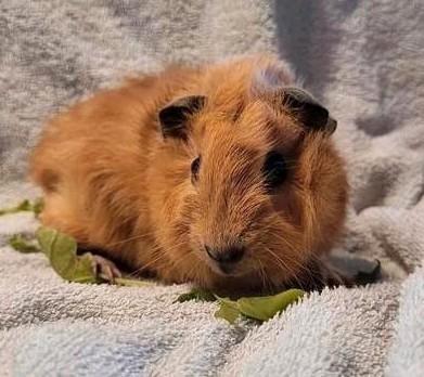 3 jonge cavias, Dieren en Toebehoren, Knaagdieren, Mannelijk, Cavia