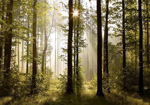 33 Bomen Bos Zonlicht Vlies Fotobehang 350x250cm in 3 maten, Huis en Inrichting, Woonaccessoires | Wanddecoraties, Nieuw, Ophalen of Verzenden