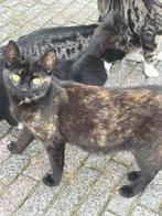 1 jarige poes en vier kittens, Dieren en Toebehoren, Katten en Kittens | Overige Katten, Meerdere dieren