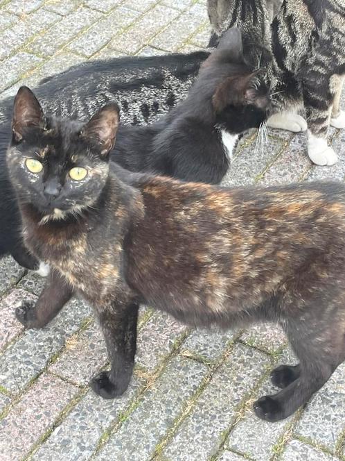 1 jarige poes en vier kittens, Dieren en Toebehoren, Katten en Kittens | Overige Katten, Meerdere dieren