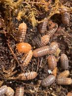 Armadillidium vulgare ‘St Lucia’, Overige soorten