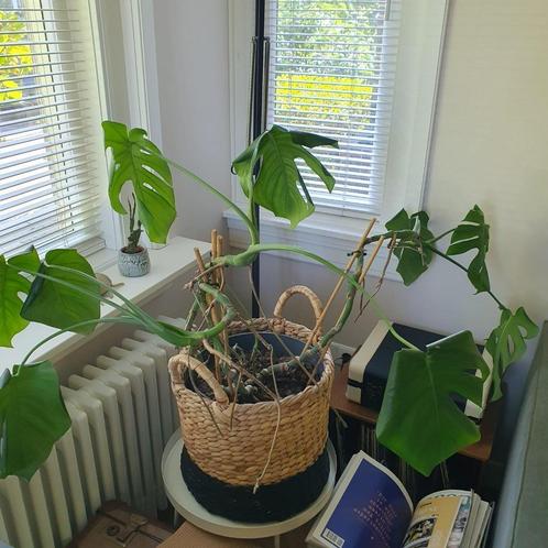 Monstera plant, Huis en Inrichting, Kamerplanten, Overige soorten, Minder dan 100 cm, Groene kamerplant, Halfschaduw, In pot, Ophalen