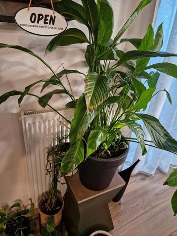 Gratis  ophalen diverse kamerplanten in pot. beschikbaar voor biedingen