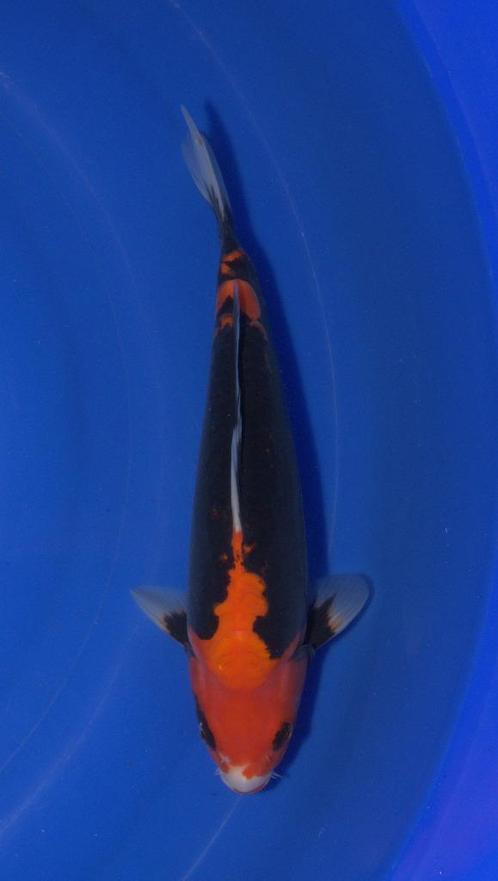 Beni Kumonryo 1e prijs koi show, Dieren en Toebehoren, Vissen | Vijvervissen, Karper of Koi