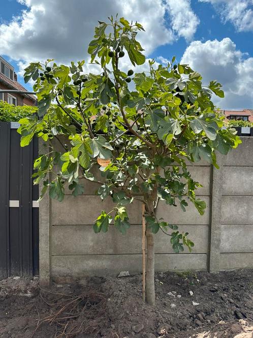 Mooie grote gezonde vijgenboom, Tuin en Terras, Planten | Fruitbomen, Vijgenboom, 100 tot 250 cm, Ophalen
