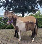 Mini hengst veulen ( nieuwe advertentie), Dieren en Toebehoren, 0 tot 2 jaar, Hengst, A pony (tot 1.17m), Recreatiepony