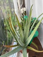 Aloe Vera Blad - Geneeskrachtige kamerplant, Overige soorten, Volle zon, Vaste plant, Ophalen of Verzenden