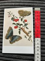 793. Kunstkaart Amerikaanse kersen rups vlinder, Ophalen of Verzenden, Ongelopen