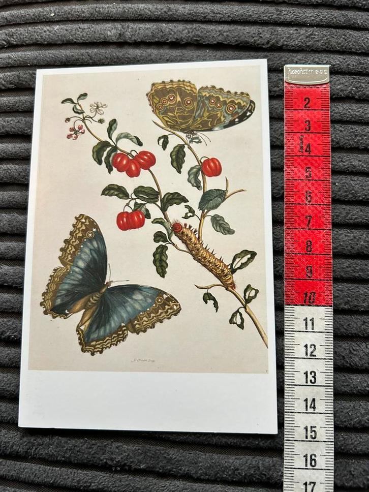 793. Kunstkaart Amerikaanse kersen rups vlinder, Verzamelen, Ansichtkaarten | Themakaarten, Ongelopen, Ophalen of Verzenden