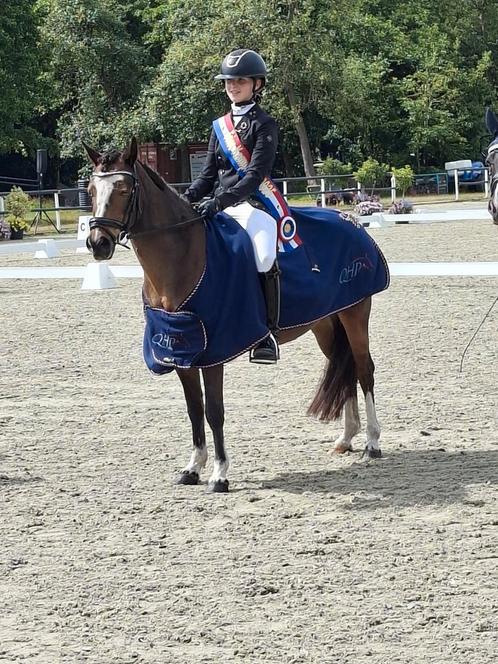 Mooie lieve c pony, Dieren en Toebehoren, Pony's, Merrie