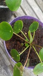 Pannekoekenplant (meerdere stekjes beschikbaar), Huis en Inrichting, Kamerplanten, Ophalen, Overige soorten, Minder dan 100 cm