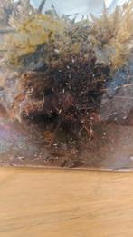 Kleine springstaartjes, Dieren en Toebehoren, Insecten en Spinnen