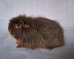 Ch teddy zeugje - choco tan, Dieren en Toebehoren, Knaagdieren, Cavia, Augustus, Vrouwelijk, Tam