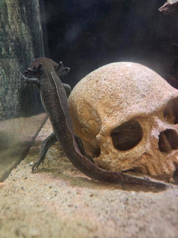 3 vrouwelijke Axolotls met aquarium  beschikbaar voor biedingen