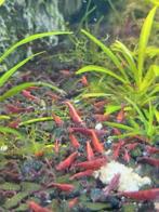 Vuurgarnalen, Dieren en Toebehoren, Ophalen, Zo goed als nieuw