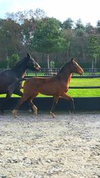 Grote lieve Appaloosa jaarling (9mnd) merrie met KWPN-papier, Merrie, Met stamboom, Niet van toepassing, Dressuurpaard