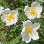 **ACTIE** Rosa rugosa alba, rimpelroos, wit botanische roos, Ophalen of Verzenden, Overige soorten, Struik, Minder dan 100 cm