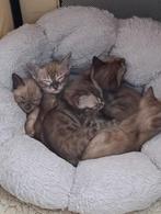 Charcoal Sneeuwbengaal kittens zoeken betrouwbaar personeel, Meerdere dieren, Gechipt, 0 tot 2 jaar