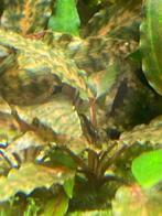 Cryptocoryne nurri “Rose Maiden”, Ophalen of Verzenden, Plant(en), Steen of Hout