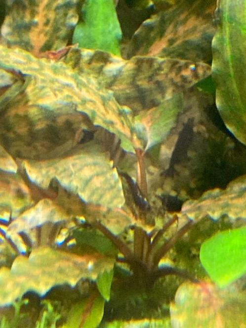 Cryptocoryne nurri “Rose Maiden”, Dieren en Toebehoren, Vissen | Aquaria en Toebehoren, Plant(en), Steen of Hout, Ophalen of Verzenden
