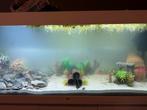 betta/kempvis soorten gezocht, Dieren en Toebehoren, Vis