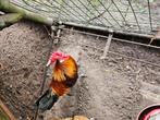 Haan Drents hoen, Dieren en Toebehoren, Pluimvee, Mannelijk, Kip