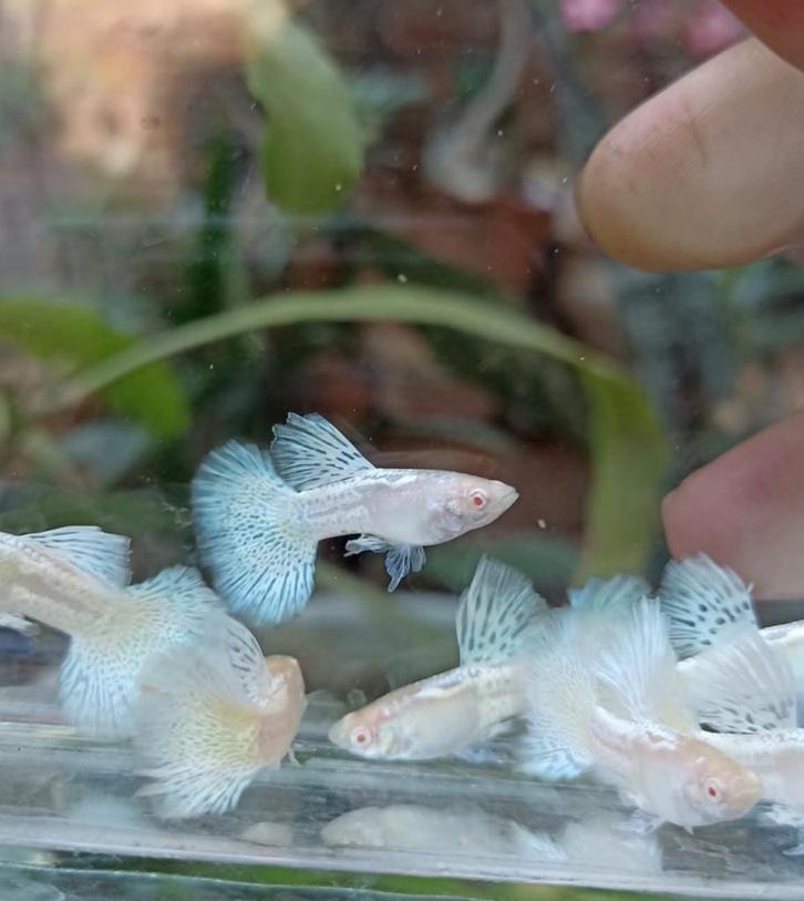 🐟❄️albino blue dragon lace ❄️gup,guppen ( alb ), Dieren en Toebehoren, Vissen | Aquariumvissen, Zoetwatervis, Vis