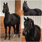 Drachtig! Krijgt een valk of palomino veulen, Dieren en Toebehoren, Paarden, Merrie, Met stamboom, Dressuurpaard, 7 tot 10 jaar