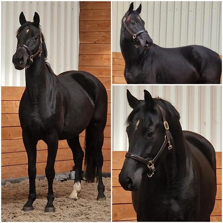 Drachtig! Krijgt een valk of palomino veulen, Dieren en Toebehoren, Paarden, Merrie, Onbeleerd, 165 tot 170 cm, 7 tot 10 jaar