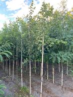 Ostrya Carpinifolia hopbeuk, Tuin en Terras, Ophalen, Volle zon, Overige soorten, 250 tot 400 cm