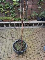 Vijgenboom, Tuin en Terras, Overige soorten, 100 tot 250 cm, Zomer, Ophalen