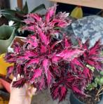 Coleus Glassworks "Royalty" - Stekjes, Huis en Inrichting, Kamerplanten, Ophalen of Verzenden, Overige soorten, Minder dan 100 cm