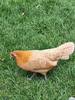 Jonge geelwitpel Friese krielen, Dieren en Toebehoren, Pluimvee, Meerdere dieren, Kip