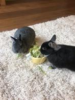 konijn rammetje gezocht 5 jaar, Dieren en Toebehoren, Konijnen, Mannelijk, Dwerg, 3 tot 5 jaar