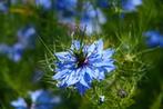 Juffertje in het groen - blauwe bloemen, Ophalen of Verzenden, Voorjaar, Volle zon, Zaad