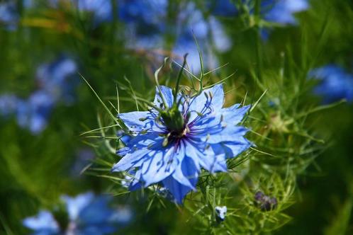 Juffertje in het groen - blauwe bloemen, Tuin en Terras, Bloembollen en Zaden, Zaad, Voorjaar, Volle zon, Ophalen of Verzenden
