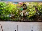 Veel aquarium plantjes, Dieren en Toebehoren, Vissen | Aquariumvissen, Vis
