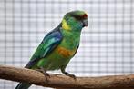 Barnard 2025, Dieren en Toebehoren, Vogels | Parkieten en Papegaaien, Mannelijk, Parkiet