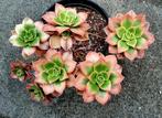 Aeonium kiwi (dream color), Huis en Inrichting, Vetplant, Minder dan 100 cm, Groene kamerplant, Halfschaduw