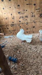Pauwstaart doffer, Dieren en Toebehoren, Mannelijk, Kropper