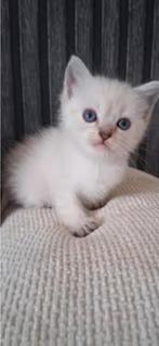Opzoek naar Korthaar wit kitten, Dieren en Toebehoren, Katten en Kittens | Raskatten | Korthaar, Geslacht onbekend, Gechipt, 0 tot 2 jaar