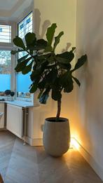 XXL boom Ficus Lyrata / tabaksplant op stam 185cm, Huis en Inrichting, Kamerplanten, Ophalen, Ficus, Halfschaduw, 150 tot 200 cm