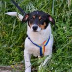 GaGa Animal Care - VESTA (kan naar NL komen), Dieren en Toebehoren, Honden | Niet-rashonden, Particulier, Rabiës (hondsdolheid)