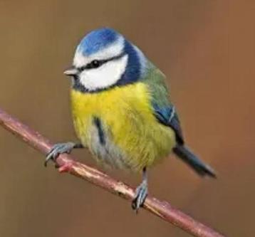 Kweekkoppel pimpelmees/ pimpelmezen beschikbaar voor biedingen