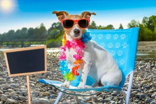 Honden oppas, Diensten en Vakmensen, Dieren | Honden | Verzorging, Oppas en Les