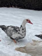 Mooie blauwbonte muskuseend woerd, Dieren en Toebehoren, Mannelijk, Eend