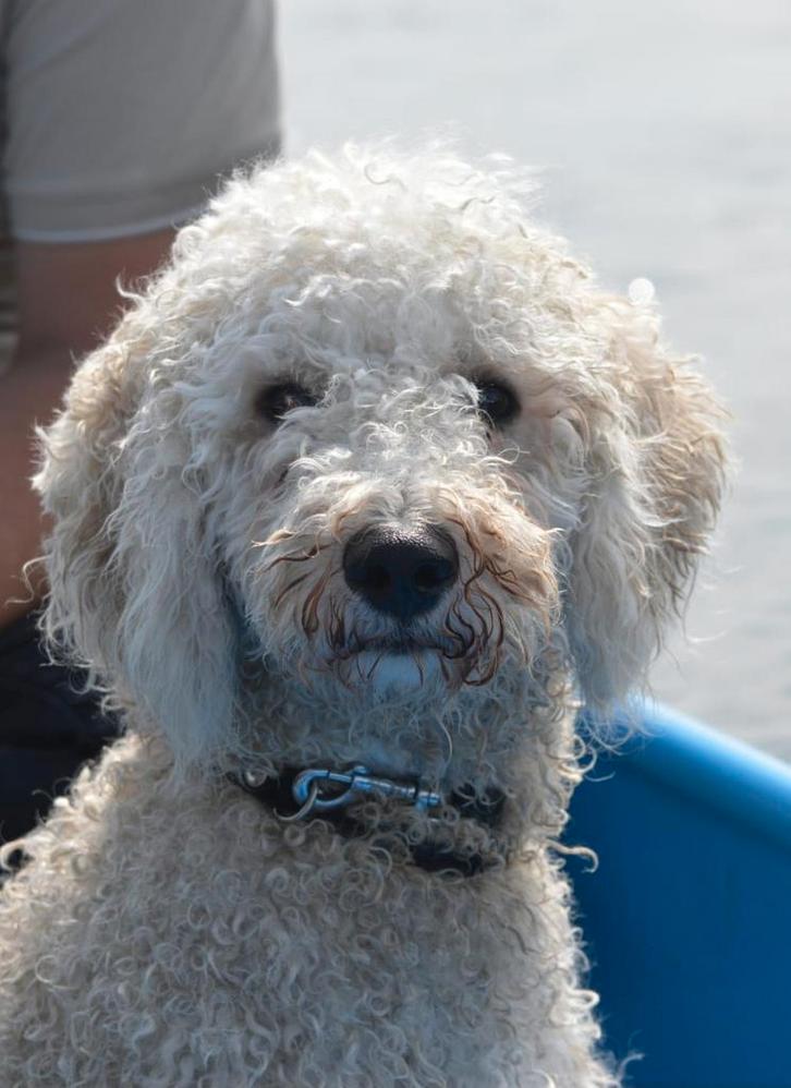 Labradoodle dekreu, Dieren en Toebehoren, Honden | Dekreuen, Reu, Particulier, Eén hond, Nederland, 1 tot 2 jaar